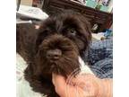 Schnauzer (Miniature) Puppy for sale in Colorado Springs, CO, USA