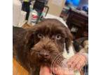 Schnauzer (Miniature) Puppy for sale in Colorado Springs, CO, USA