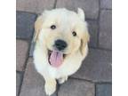 Golden Retriever Puppy for sale in Red Rock, AZ, USA