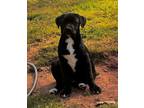 Adopt Markie Mark a Labrador Retriever