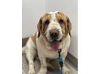 Adopt Buddy a Basset Hound, Shar-Pei