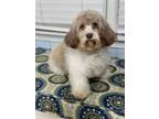 Adopt Mike a Havanese, Miniature Poodle