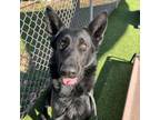 Adopt Shadow a German Shepherd Dog, Mixed Breed