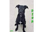 Adopt Dion a Black Labrador Retriever