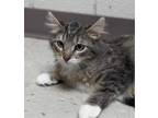 Adopt Tipee a Domestic Medium Hair