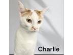 Adopt Charlie a Domestic Short Hair