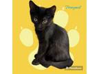 Adopt Prospect a Domestic Short Hair