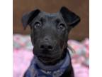 Adopt Paulie a Labrador Retriever, German Shorthaired Pointer