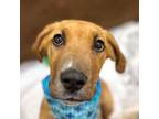Adopt Mush Mush a Redbone Coonhound, Treeing Walker Coonhound