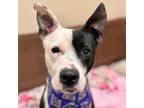 Adopt Pookie a Mixed Breed