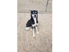 Adopt Roki a Husky, German Shepherd Dog