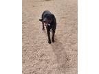 Adopt Pilot a Black Labrador Retriever