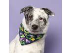 Adopt Sailor a Cattle Dog, Mixed Breed