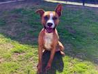 Adopt Hanes a Pit Bull Terrier