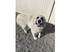 Adopt Squatch a Great Pyrenees