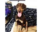 Adopt Spruce 41005 a Hound, Rottweiler