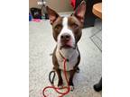 Adopt Bruce 40800 a Pit Bull Terrier