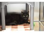 Adopt Ozzie a Domestic Short Hair