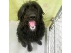 Adopt Huxley a Standard Poodle, Australian Shepherd