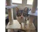 Adopt Shamrock a Domestic Short Hair