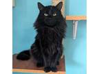 Adopt Fuzzy a Domestic Long Hair