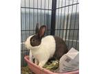 Adopt Snowball a Bunny Rabbit