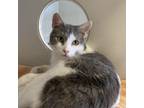 Adopt Cutie Pie a Domestic Short Hair