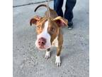 Adopt Ducky a Pit Bull Terrier