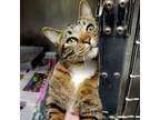 Adopt Tigger a Domestic Short Hair