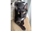 Adopt Bruce a Domestic Short Hair