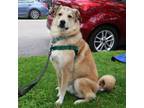 Adopt Zebbie a Mixed Breed