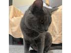 Adopt Blaze a Russian Blue