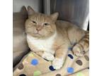 Adopt Gumbo a Domestic Short Hair