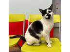 Adopt Domino a Domestic Short Hair