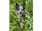 Adopt Artie a Cattle Dog, Mixed Breed