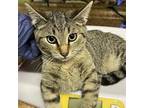 Adopt DOPEY a Domestic Short Hair