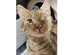 Adopt Inky a Domestic Short Hair