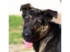 Adopt Muddy a German Shepherd Dog, Mixed Breed