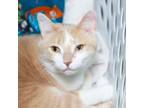 Adopt Fiddle Faddle a Domestic Short Hair