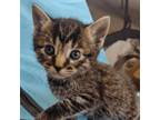 Adopt Zion a Domestic Short Hair