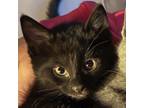 Adopt Flik a Domestic Short Hair