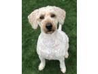 Adopt Indy a Poodle, Goldendoodle