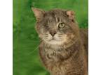 Adopt Paddington a Domestic Short Hair