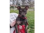 Adopt Blue a Miniature Pinscher, Terrier