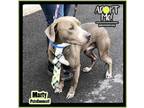 Adopt Marty a Hound, Pit Bull Terrier