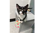 Adopt Penguin a Domestic Short Hair