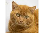 Adopt Ora a Domestic Short Hair