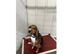 Adopt Silas a Coonhound