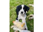 Adopt Mickey a Labrador Retriever, Australian Shepherd