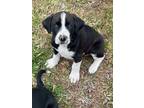 Adopt Figaro a Labrador Retriever, Australian Shepherd